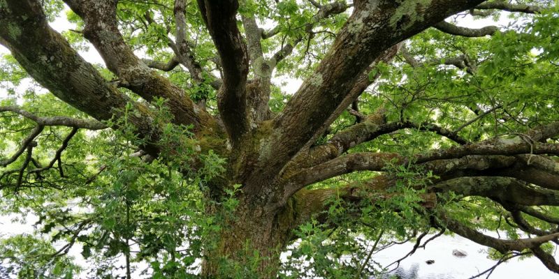 Letting Nature Speak through Song and Sound