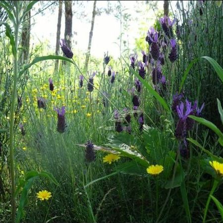 Enlivening & Vitalising  – through the spring energies of nature