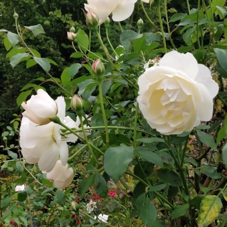 white rose bush england garden sussex