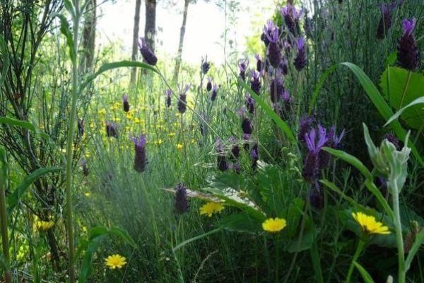 Enlivening & Vitalising  – through the spring energies of nature