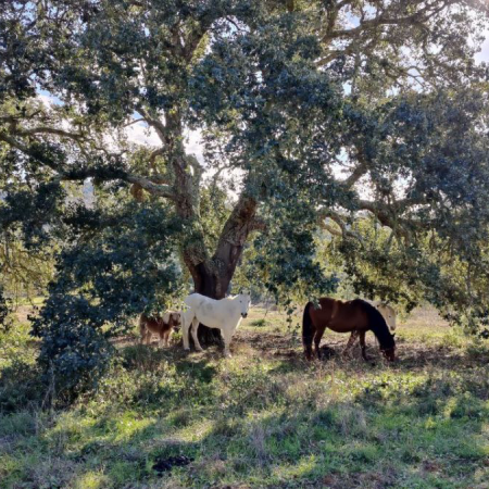 Equine Communion – deep healing space