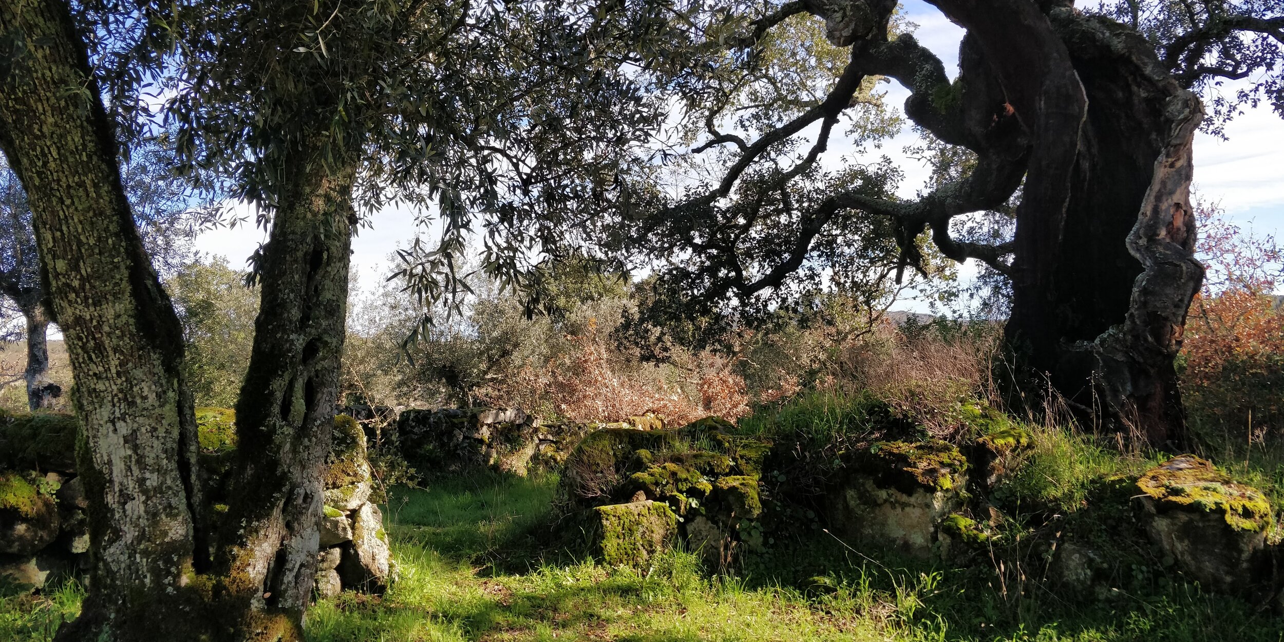 olive oak portal.jpg